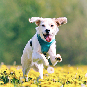 走り回る犬の画像